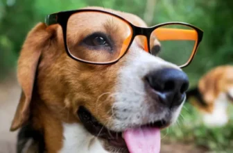 Smart Pet Gadgets for Stress Relief and Anxiety Management
